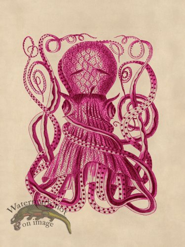 (image for) Octopus Pink 28