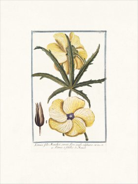 Bonelli 056 folio Manihot