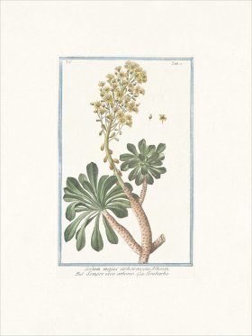 Bonelli 402 Desert Horsepurslane