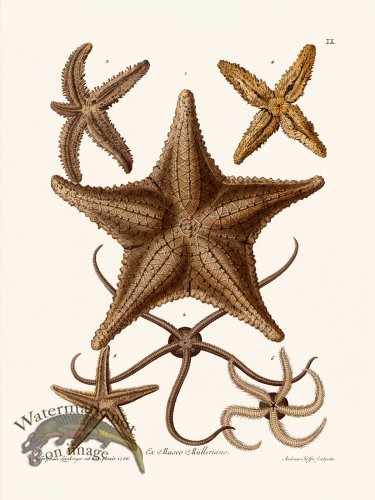 (image for) Knorr Sealife 09