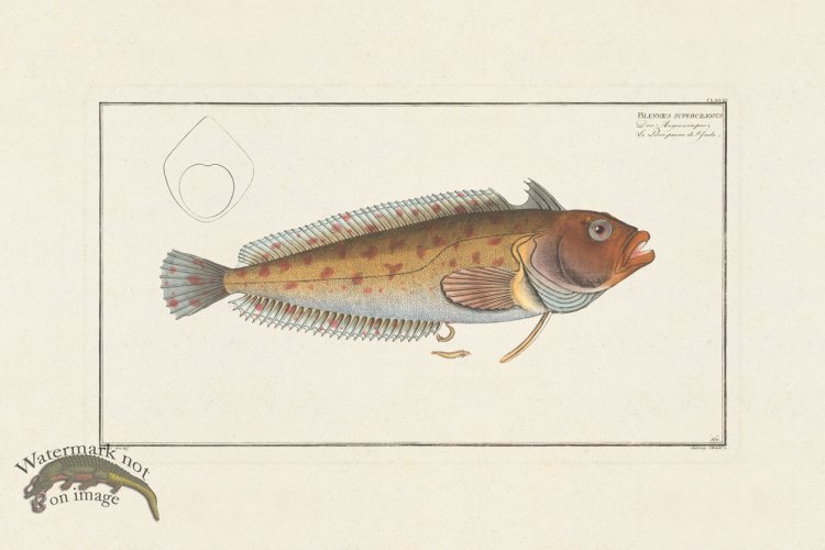 (image for) BLOCH FISH 168