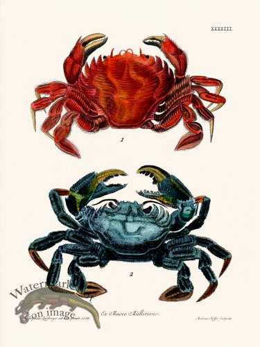 (image for) Knorr Sealife 43