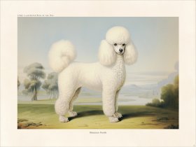 CFA Dog Miniature Poodle 02