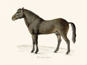 Cuvier 076 Friesian Horse