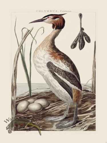 (image for) Nozeman Bird 018