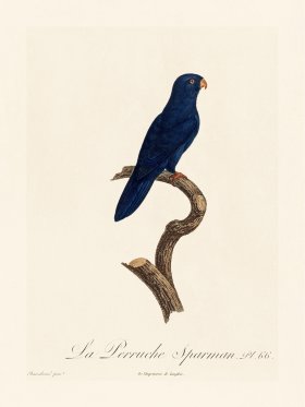 Barraband Parrot 066