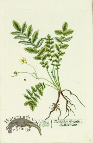 (image for) Blackwell German 222