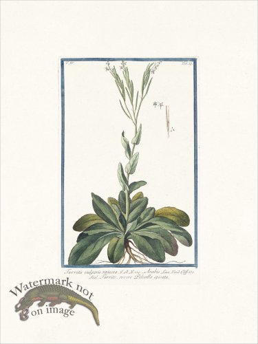 (image for) Bonelli 329 Rock Cress