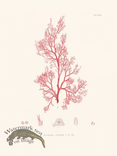 (image for) Bradbury Seaweed 072