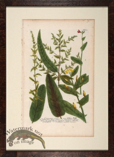 (image for) Weinmann Floated Burl 726 03