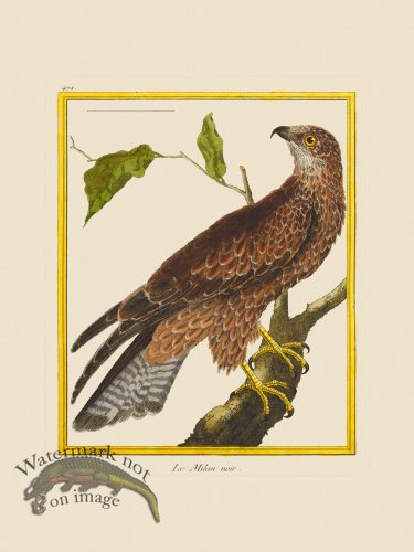 (image for) Martinet Bird 472