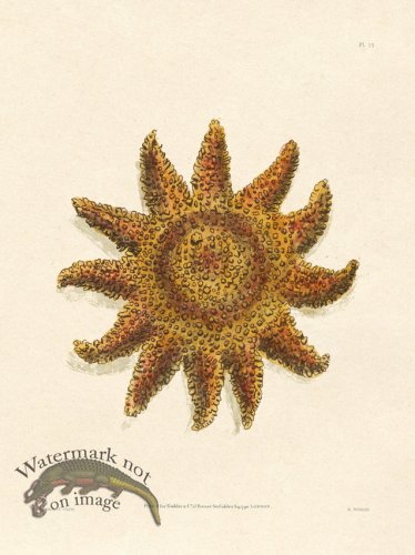 (image for) Shaw Nodder SL 15