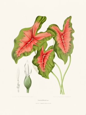 (image for) Horticulture of Java 09