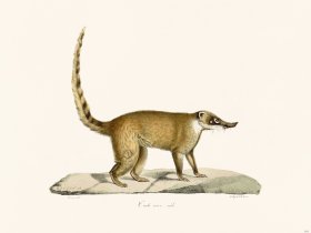 Cuvier 181 Red Coati