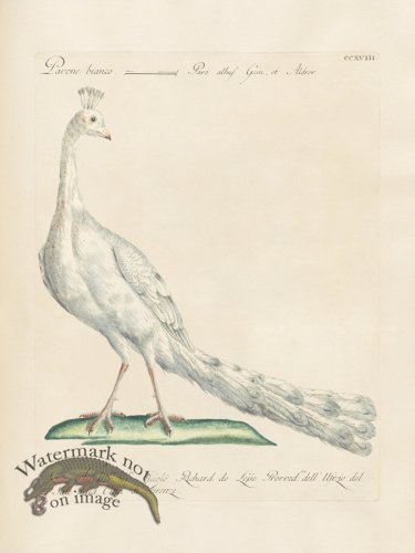 (image for) Manetti 218