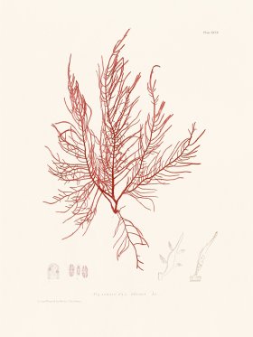 Bradbury Seaweed 094