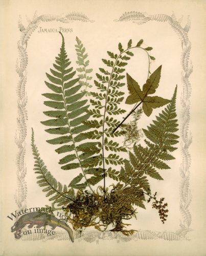(image for) Jamaican Fern 10