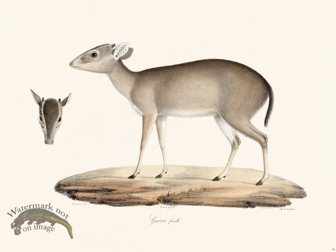 Cuvier 050 Female Guevei