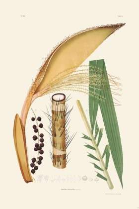 Rodrigues Palm Front 063