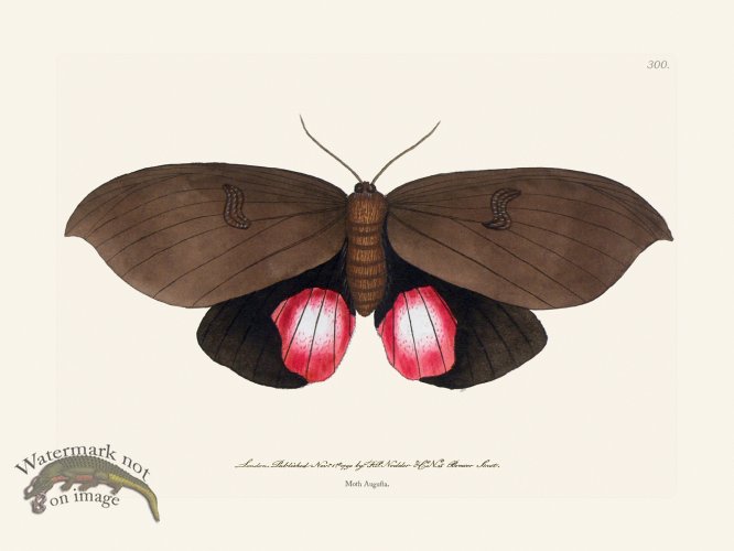(image for) 300 Moth Augusta