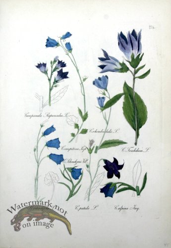 (image for) Deutschlands Flora 16