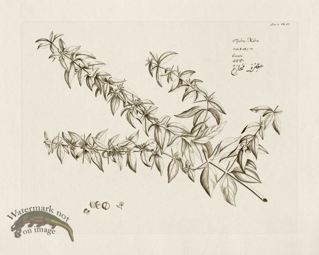 (image for) HORTUS VOl 05 37