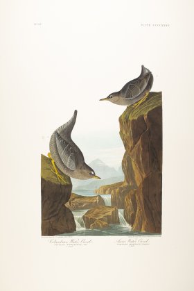 Columbian Water Ouzel