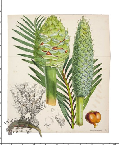 (image for) Curtis Botanical 017