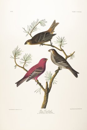 Pine Grosbeak