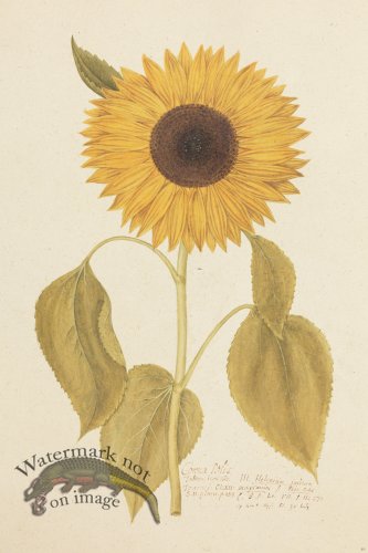 (image for) Blomboken 050