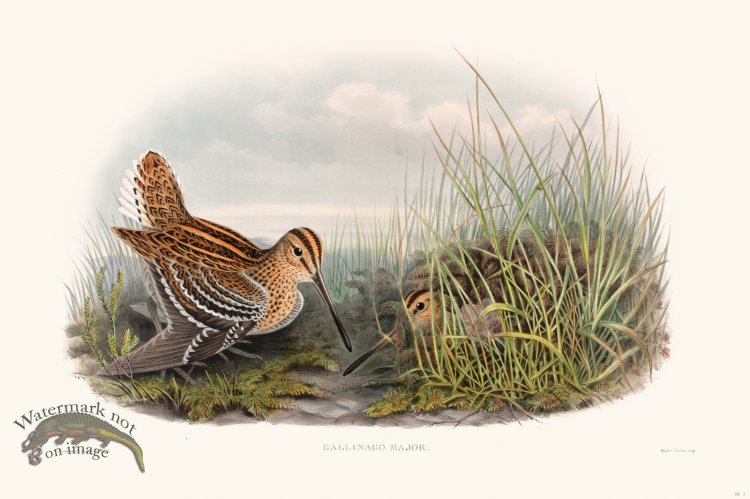 (image for) Gould Shore Bird 003