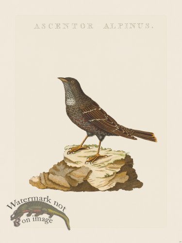 (image for) Nozeman Bird 230