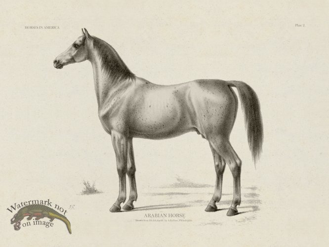 (image for) Arabian Horse