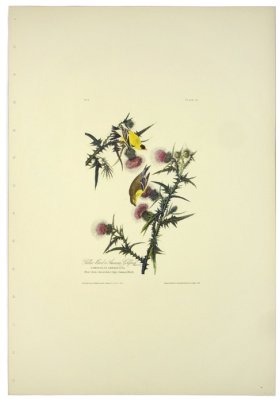 American Goldfinch L.E.