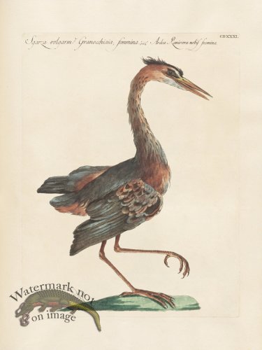 (image for) Manetti 431