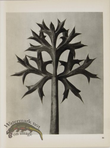 (image for) Blossfeldt T 084