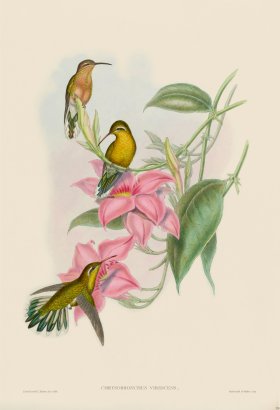 Gould Hummingbird 230