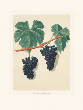 (image for) Brookshaw Fruit 30