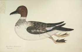230 Swedish Birds . Anas Glaucion, Common Goldeneye, Female