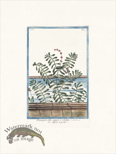 (image for) Bonelli 351 Narrow