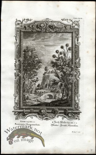 (image for) Scheuchzer 07