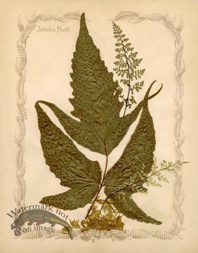 (image for) Jamaican Fern 4oc