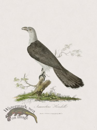 (image for) 5 New Holland Caffowary