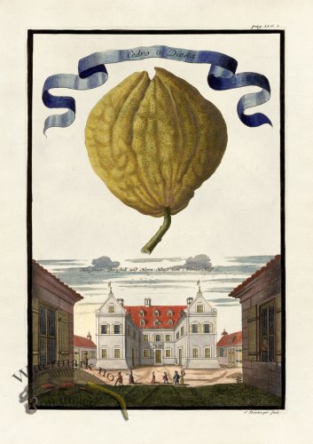 (image for) Volckamer 051