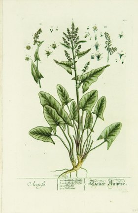 Blackwell German 229