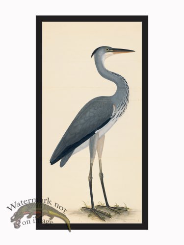 (image for) Rudbeck CFA_BF 03 Grey Heron