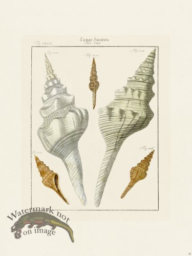 (image for) Martini Shells 056