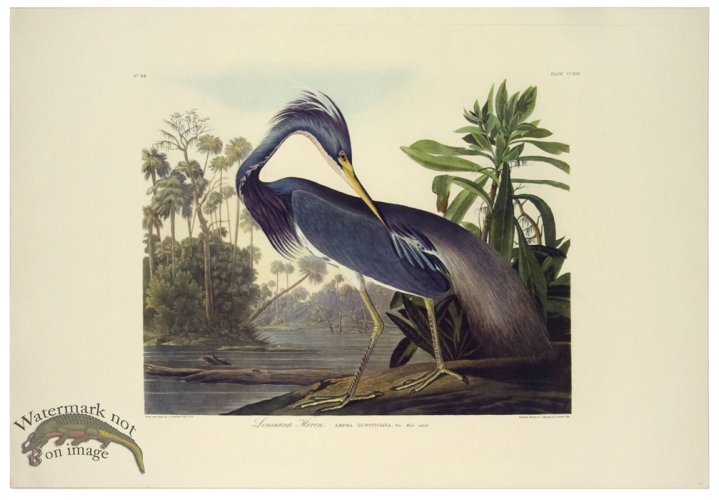 Louisiana Heron L.E.
