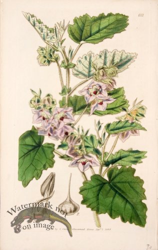 (image for) Cbms_0091