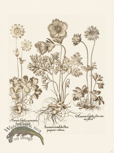 (image for) Besler 031 B1